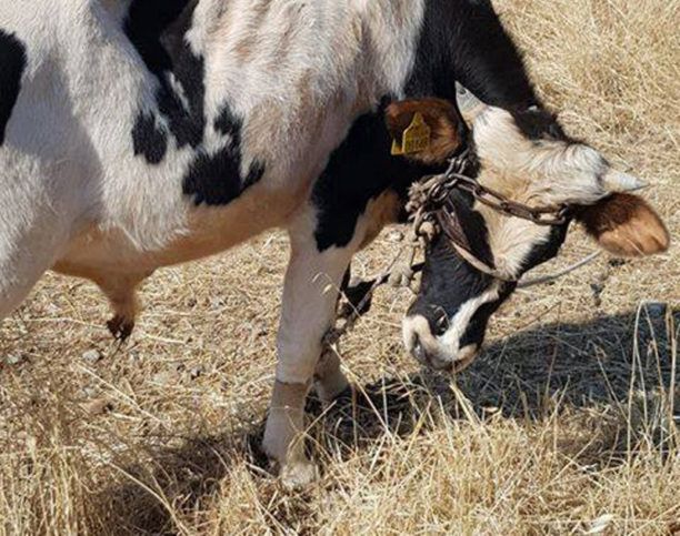 Λέσβος: Πρόστιμο 1.000 € για την κακοποίηση αγελάδων με παστούρα