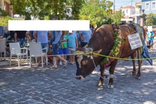 Κιβωτός Μυτιλήνης: Πριν σφάξουν τον ταύρο τον βασάνισαν περιφέροντας τον με δεμένο το κεφάλι στο πόδι του