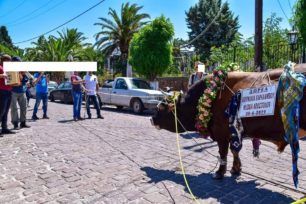 Πρόστιμο & δικογραφία για την περιφορά παστουρωμένου ταύρου στην Αγία Παρασκευή Λέσβου