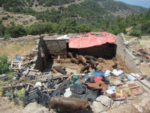 Διοικητικό πρόστιμο 1.000 € για την κακοποίηση γουρουνιών σε παράνομο χοιροστάσιο στην Κλειώ Λέσβου
