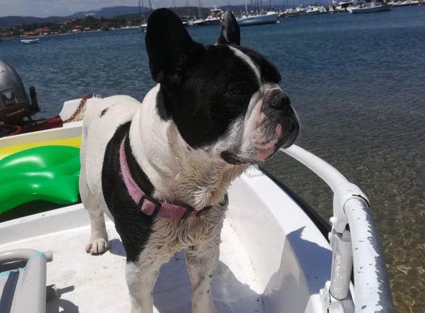 Χάθηκε αρσενικός σκύλος στη Νικητή Χαλκιδικής