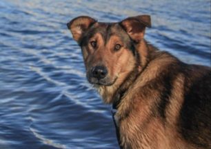 Χάθηκε αρσενικός σκύλος στη Σαμοθράκη