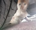 Πειραιάς: Πυροβολημένη με αεροβόλο γάτα που βρέθηκε παράλυτη να σέρνεται στην άσφαλτο