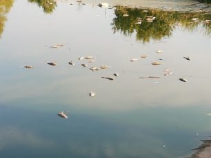 Εκατοντάδες τα νεκρά ψάρια στις λίμνες του Πάρκου Τρίτση