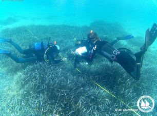 Τα λιβάδια Ποσειδωνίας είναι τα δάση των θαλασσών μας