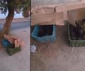 Κρήτη: Έκλεισε σε τελάρα και εγκατέλειψε 10 νεογέννητα σκυλάκια στο Ρέθυμνο