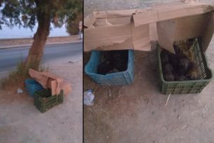 Κρήτη: Έκλεισε σε τελάρα και εγκατέλειψε 10 νεογέννητα σκυλάκια στο Ρέθυμνο