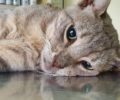 Ρόδος: Βρήκε γάτα πυροβολημένη στην σπονδυλική στήλη με αεροβόλο