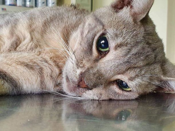 Ρόδος: Βρήκε γάτα πυροβολημένη στην σπονδυλική στήλη με αεροβόλο