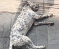 Σέρβια Κοζάνης: Τις δολοφονίες γατιών και σκυλιών με φόλες καταγγέλλουν φιλόζωοι