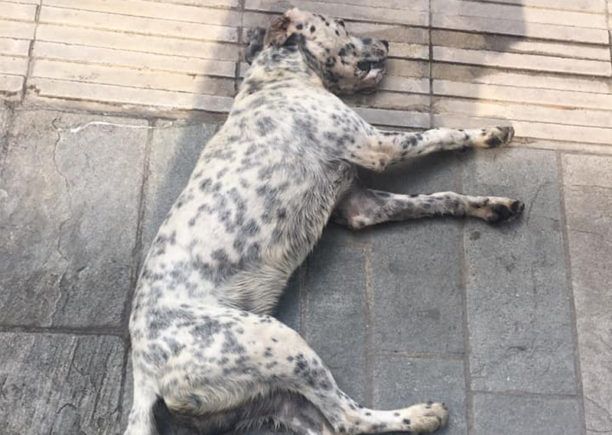 Ακόμα ένας σκύλος νεκρός από φόλα στα Σέρβια Κοζάνης
