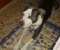 Χάθηκε αρσενικός σκύλος στον Ασπρόπυργο Αττικής