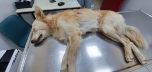 Βρήκε τον σκύλο πυροβολημένο στα Σπάτα Αττικής
