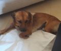 Βρήκε τον σκύλο του πυροβολημένο με αεροβόλο και χτυπημένο με κλωτσιά στα Τρίκαλα Θεσσαλίας