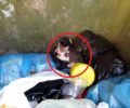 Μαγνησία: Κοπάνησε γατάκι με καδρόνι και το πέταξε ζωντανό στα σκουπίδια στον Βόλο
