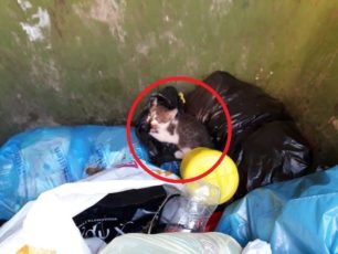 Μαγνησία: Κοπάνησε γατάκι με καδρόνι και το πέταξε ζωντανό στα σκουπίδια στον Βόλο