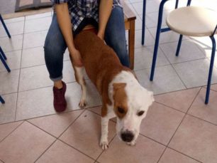 Χάθηκε αρσενικός στειρωμένος σκύλος στο Χαϊδάρι Αττικής