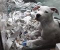 Κατοικίδια ζώα – κρατούμενοι σε κατάστημα πώλησης ζώων στη Χίο