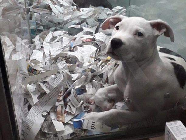 Κατοικίδια ζώα – κρατούμενοι σε κατάστημα πώλησης ζώων στη Χίο