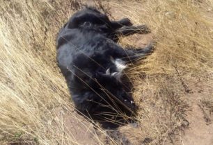 Βρήκαν τρία σκυλιά νεκρά, πυροβολημένα στον Άγιο Ανδρέα Αττικής