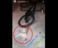 Ανέβασε βίντεο στο instagram με αγόρι που πατάει με το ποδήλατο πτώμα γάτας