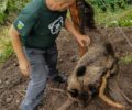 Βρήκε αρκούδα παγιδευμένη σε συρμάτινη θηλιά κυνηγών στο Δίστρατο Ιωαννίνων (βίντεο)