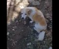 Φέρες Έβρου: Βρήκαν σκυλίτσα ζωντανή κλεισμένη σε τσουβάλι μαζί με τα κουτάβια πεταμένη σε σκουπιδότοπο (βίντεο)