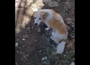 Φέρες Έβρου: Βρήκαν σκυλίτσα ζωντανή κλεισμένη σε τσουβάλι μαζί με τα κουτάβια πεταμένη σε σκουπιδότοπο (βίντεο)