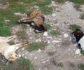 Φλώρινα: 28 σκυλιά νεκρά από φόλες στα χωριά Σκλήθρο, Αετός και Νυμφαίο