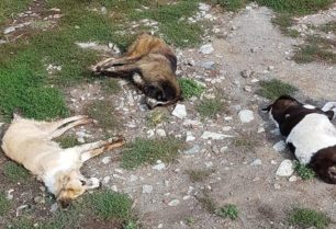Φλώρινα: 28 σκυλιά νεκρά από φόλες στα χωριά Σκλήθρο, Αετός και Νυμφαίο