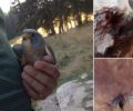 Φθιώτιδα: Πυροβολημένο από κυνηγό το γεράκι που βρέθηκε στον Εθνικό Δρυμό Οίτης