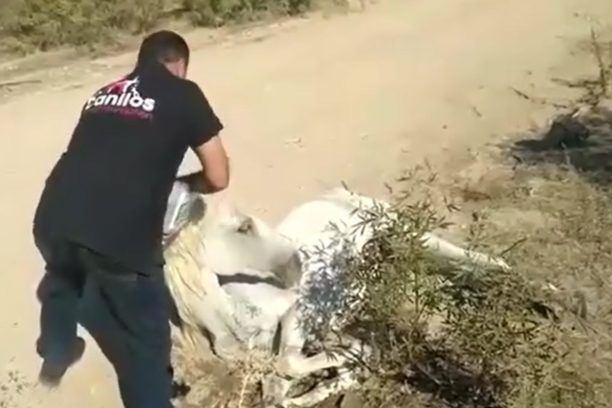 Λέσβος: Βρήκαν ηλικιωμένο άλογο να πεθαίνει από δίψα πεσμένο στο έδαφος στην Καλλονή (βίντεο)