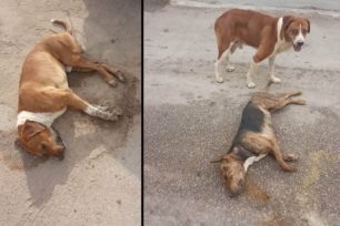 Τρία σκυλιά νεκρά από φόλες στην Κοιλάδα Αργολίδας