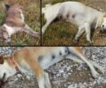 Τουρίστας είδε τον άνδρα που δηλητηρίασε σκυλιά με φόλες στο Κρυονέρι Αιτωλοακαρνανίας