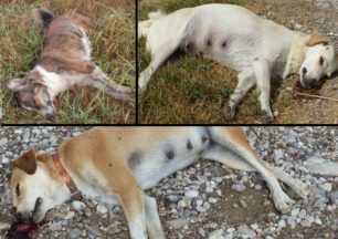Τουρίστας είδε τον άνδρα που δηλητηρίασε σκυλιά με φόλες στο Κρυονέρι Αιτωλοακαρνανίας