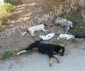 Δηλητηρίασε με φόλες σκυλιά και γάτες στο Λεοντάρι Καρδίτσας