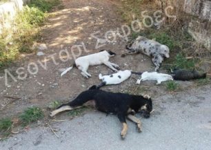 Δηλητηρίασε με φόλες σκυλιά και γάτες στο Λεοντάρι Καρδίτσας