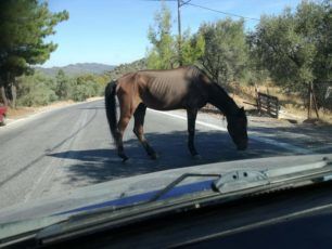 Τραυματισμένο και υποσιτισμένο άλογο εντόπισαν τουρίστες στη Λέσβο