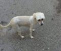 Χάθηκε λευκός θηλυκός σκύλος στη Θεσσαλονίκη