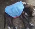Φρικτό θάνατο από φόλα βρήκε οικόσιτος σκύλος στη Μέση Ημαθίας (βίντεο)