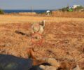 Πάρος: Συνελήφθη άνδρας που κακοποιούσε κατσίκες - Τα ζώα ήταν με δεμένα πόδια με παστούρες