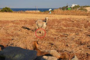 Πάρος: Συνελήφθη άνδρας για παστούρωμα κατσικιών