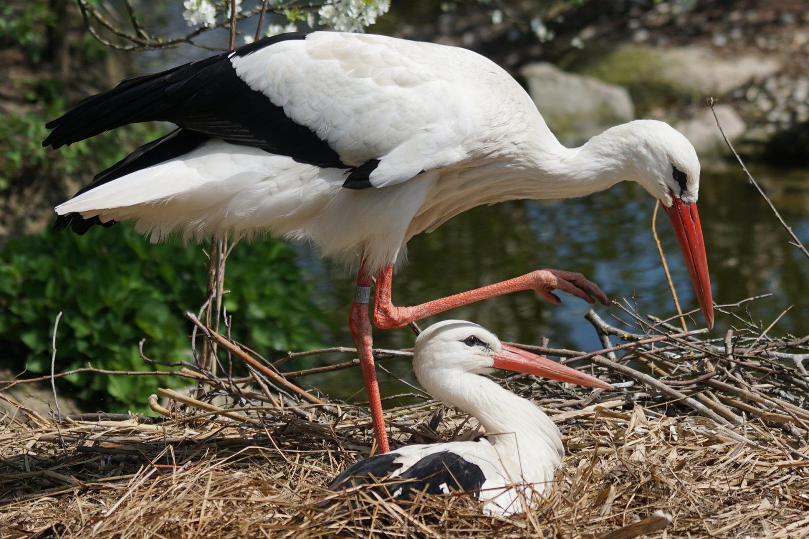 371 νεοσσοί πελαργών καταμετρήθηκαν σε φωλιές στη Θεσσαλονίκη, Ημαθία, Πέλλα, Κιλκίς, Πιερία 1 PelargosNeossos