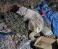 Σαλαμίνα: Έσωσαν ηλικιωμένο σκύλο ράτσας Ακίτα που ήταν εγκλωβισμένος για μέρες σε γκρεμό (βίντεο)