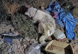 Σαλαμίνα: Έσωσαν ηλικιωμένο σκύλο ράτσας Ακίτα που ήταν εγκλωβισμένος για μέρες σε γκρεμό (βίντεο)