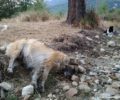 13 σκυλιά νεκρά από φόλες μόνο στο Σκλήθρο Φλώρινας