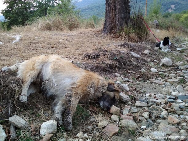 13 σκυλιά νεκρά από φόλες μόνο στο Σκλήθρο Φλώρινας