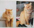 Βρέθηκε - Χάθηκε θηλυκή γάτα Περσίας στο Μαρούσι Αττικής
