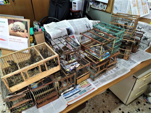 Κατασχέθηκαν 56 άγρια πουλιά που πωλούνταν παράνομα στο παζάρι του Σχιστού Αττικής