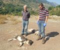 Τριπόταμα Αχαΐας: Με δηλητηριασμένο γάλα και άλλες φόλες σκότωσε σκυλιά και κατσίκες (βίντεο)